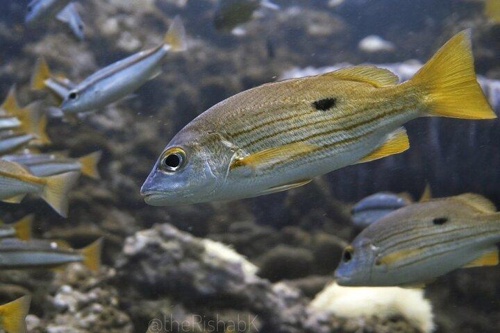 Phuket Scuba Diving Phi Phi Islands (Solo buceadores certificados)