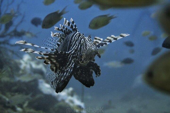 Phuket Scuba Diving Phi Phi Islands (Solo buceadores certificados)