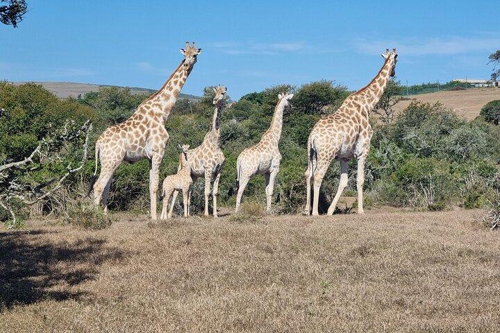 Fuld dag addo og giraffe gåtur