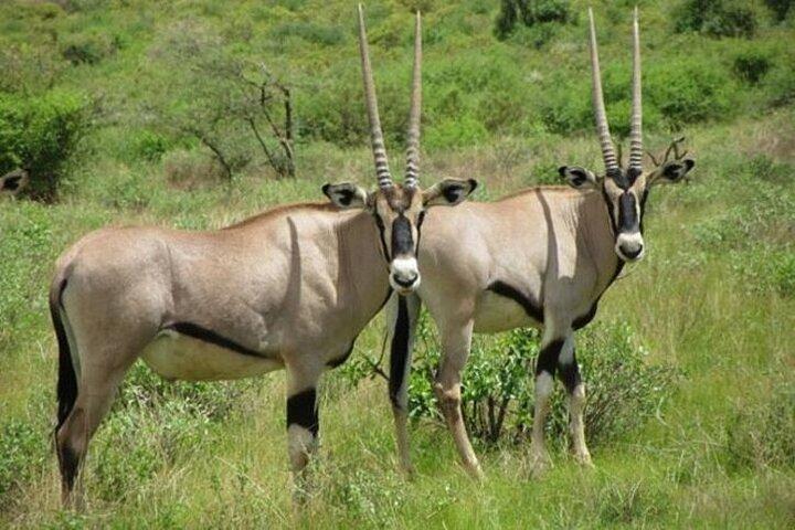 3-dagars privatsafaripaket till Samburu National Reserve