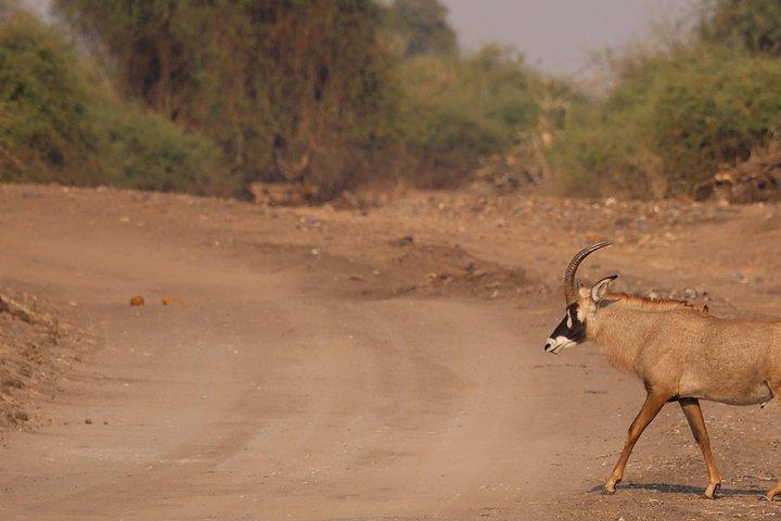 12-Day Hwange, Victoria Falls, Chobe, Moremi & Okavango