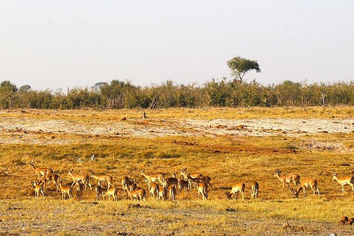 12-Day Hwange, Victoria Falls, Chobe, Moremi & Okavango