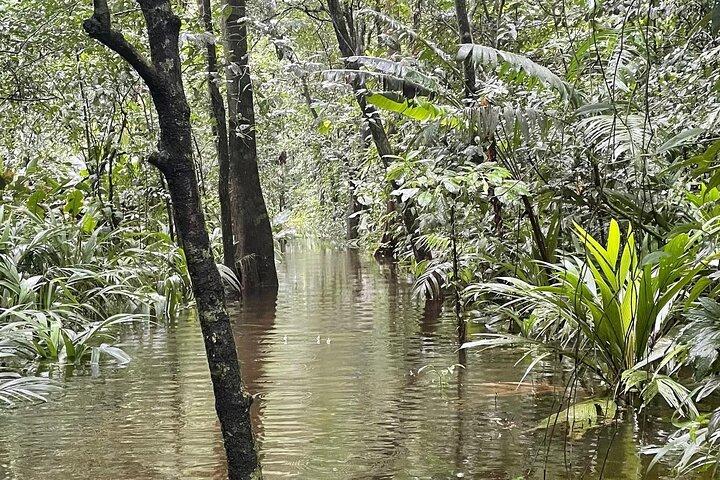 Tour privato in kayak attraverso i canali del Tortuguero