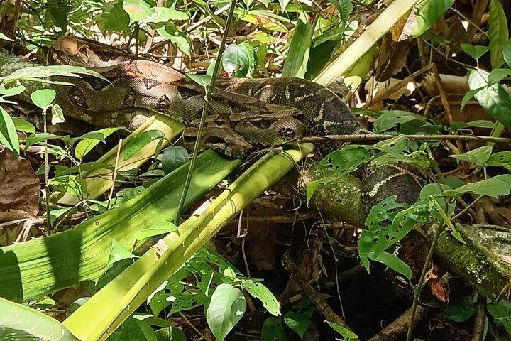 Tour privato in kayak attraverso i canali del Tortuguero