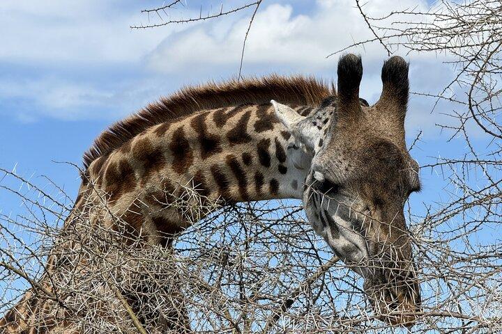 Tanzanias 7-dages altomfattende vildtsafari