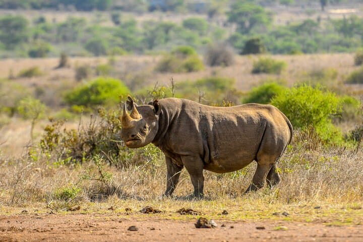 3-Day Masai Mara Wildebeest Migration 2026