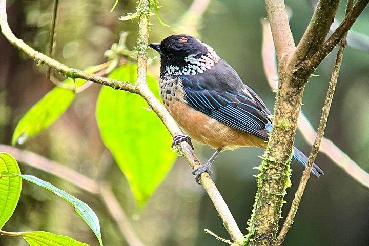 Private Birdwatching at Curi Cancha Monteverde