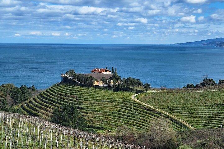 Tour Privado de Vinhos Txakoli pela Costa a partir de San Sebastian
