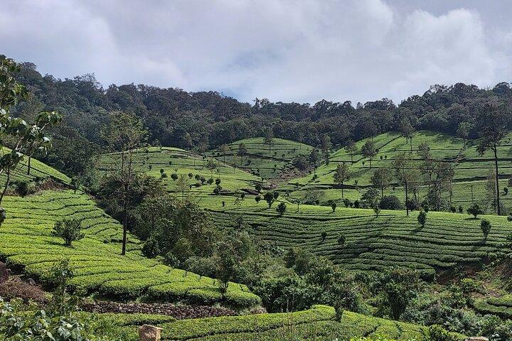 5 Nights Private Tour Cochin/Munnar/Thekkady/Houseboat/Cochin