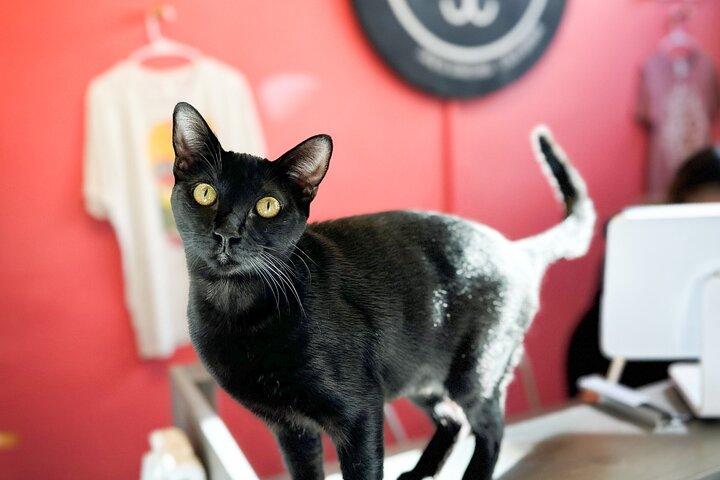 猫療法のレスキュー猫たちへ
