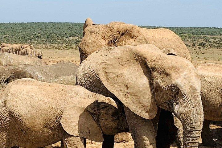 Big 5 Tour from Port Elizabeth