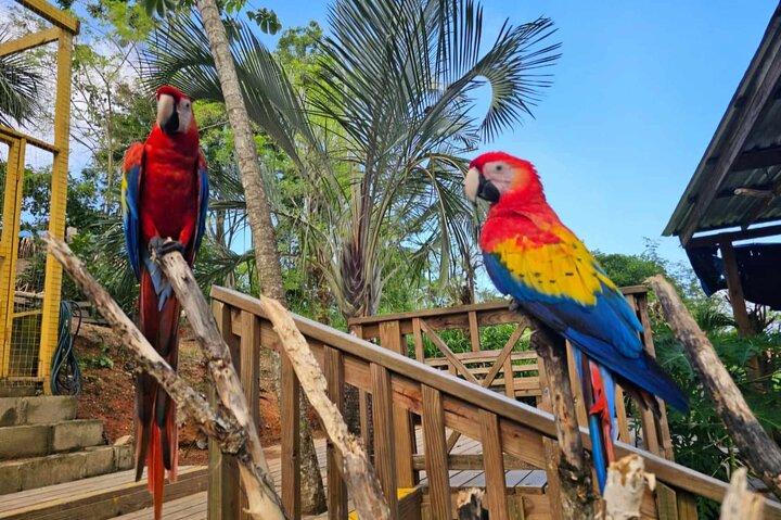 Roatan Monkey, Sloth Eco-Park and Reef Snorkel Combo