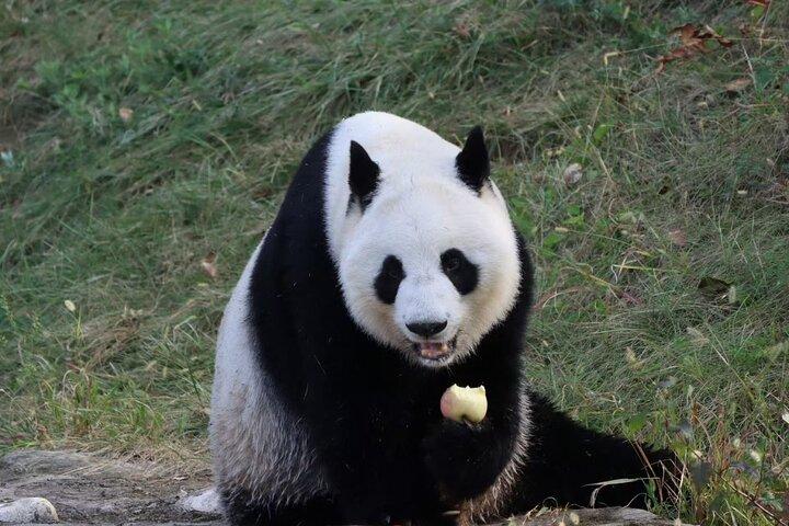 Excursion privée de Xi'an demi-journée à Panda Qizai