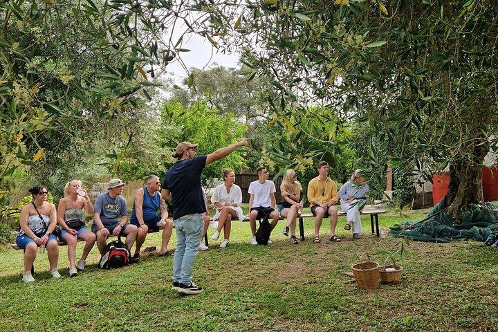 North Corfu Olive Tour com degustação de azeite e Meze