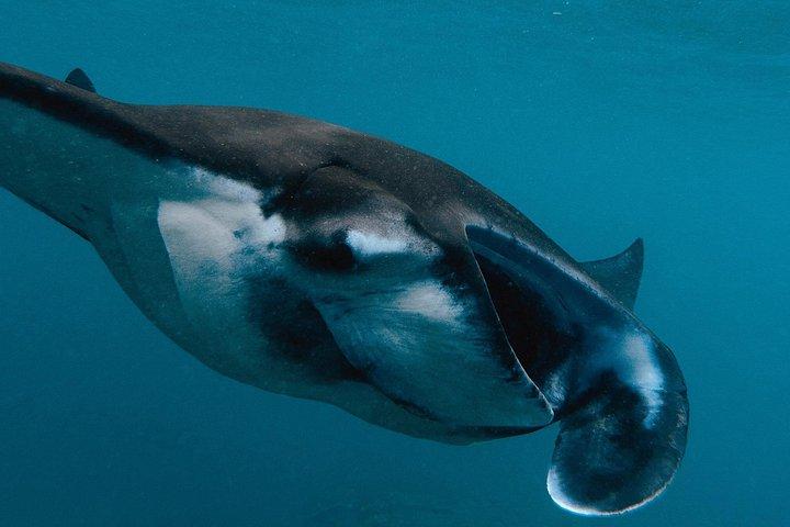 バリ島からのヌサペニダマンタシュノーケリング＆陸上ツアー