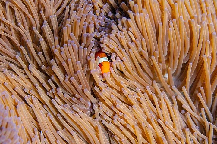 バリ島からのヌサペニダマンタシュノーケリング＆陸上ツアー