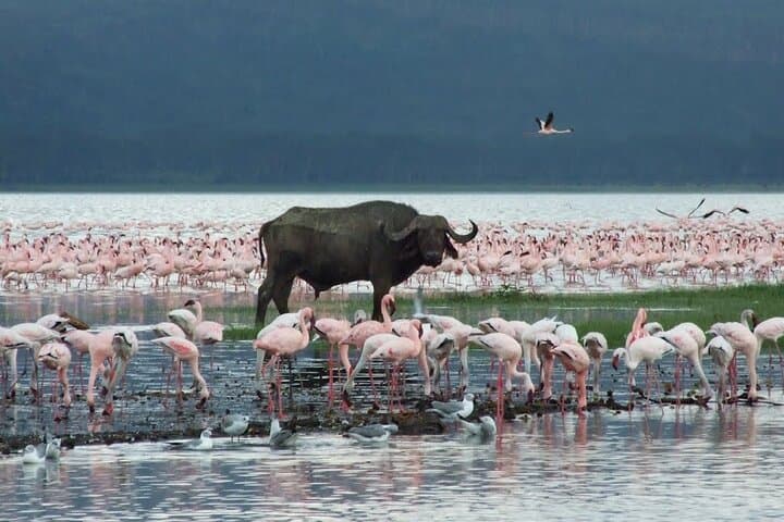 Nairobi Lake Nakuru National Park Private Tour