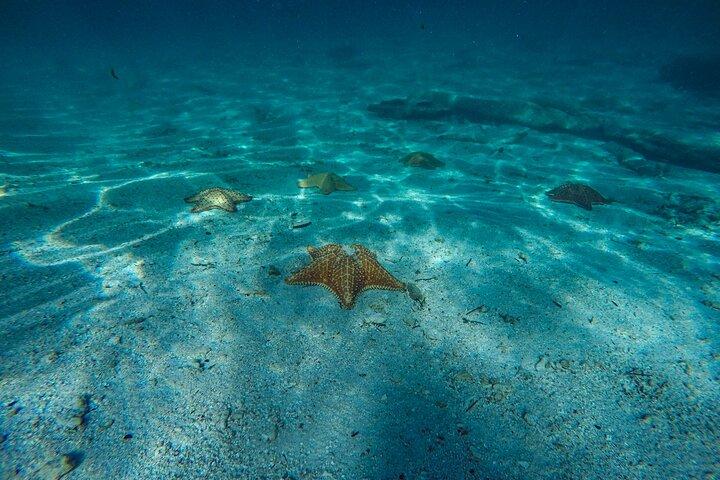 Snorkel e nadar em Cozumel el Cielo Reef, Palancar e Colômbia
