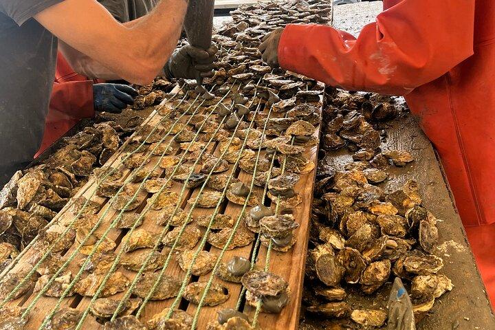Tour di Oyster Farm, Ston e Cantina
