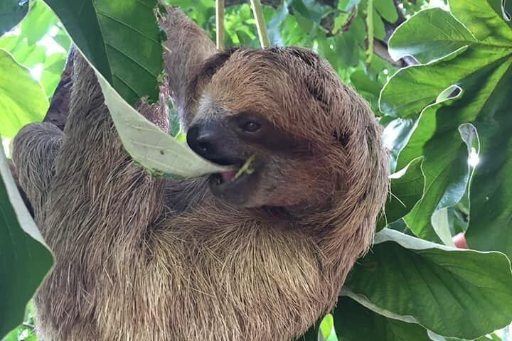 Roatan Excursion, Monkey and Sloth with Chocolate and Rum Tasting