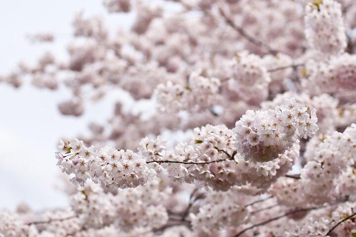京都市桜プライベート観光ツアー