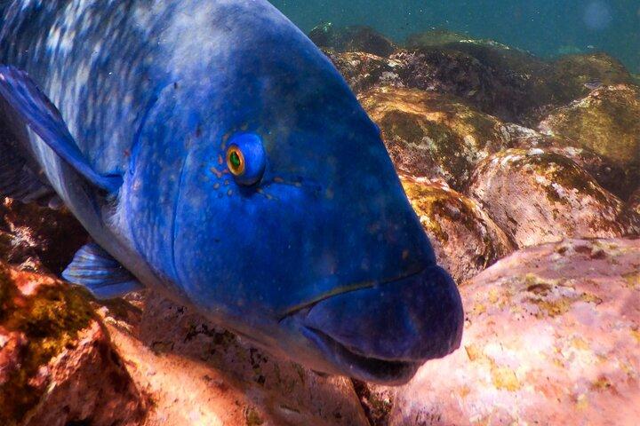 Private snorkeltur i Sydneys Marine Reserve
