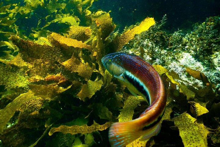 Privé snorkeltour in het zeereservaat van Sydney
