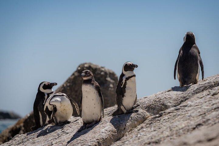 Excursão guiada panorâmica de Cape Point e Penguin Adventure