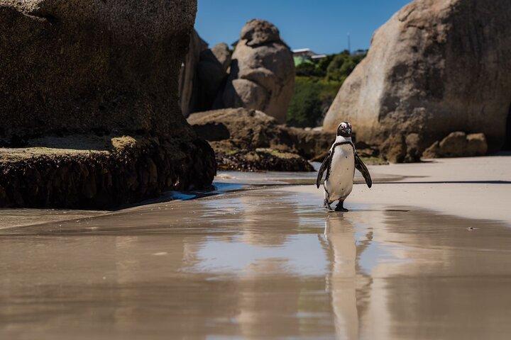 Excursão guiada panorâmica de Cape Point e Penguin Adventure