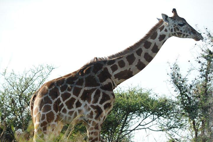3 giorni Murchison Falls Big 5 e Rhino Safari
