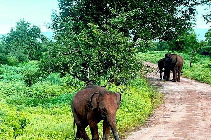 Alt i Udawalawe (Safari, Indkvartering med halvpension)