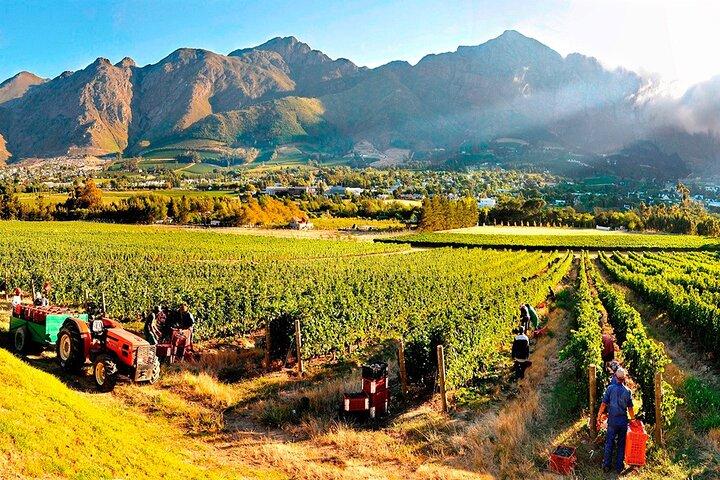 Vin tur på Stellenbosch, Franschhoek, og Paarl