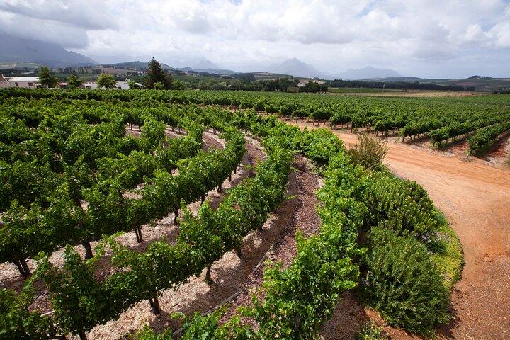 Vin tur på Stellenbosch, Franschhoek, og Paarl