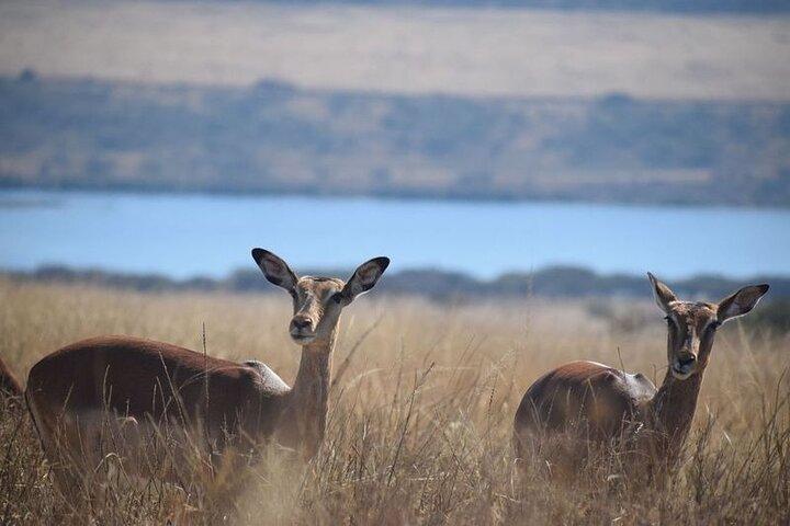 Durban Shore Excursion: Private Small Group Tala Game Reserve