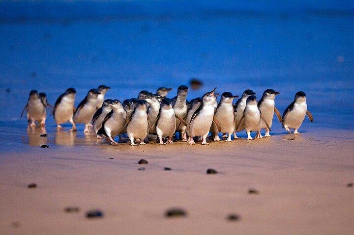 Excursión privada a Melbourne Phillip Island con pingüino