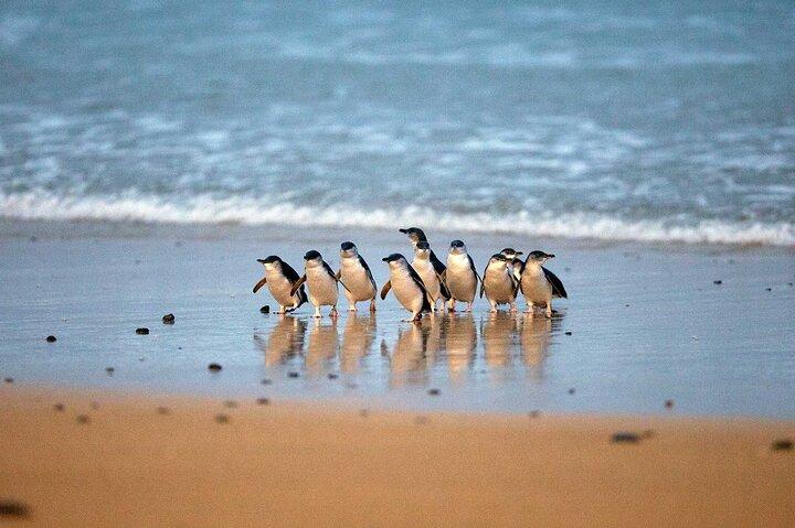 Melbourne Phillip Island Tour Privado com o Pinguim