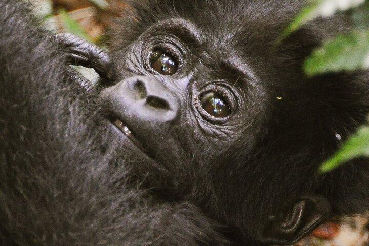 5 dias de gorilas, chimpanzés e macacos dourados