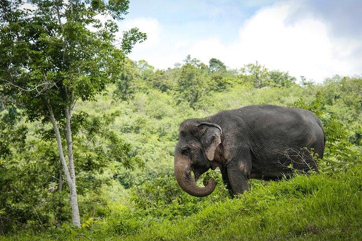 En eftermiddag med elefanterne i Phuket Elephant Sanctuary