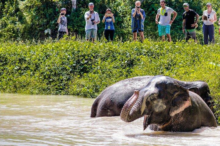 En eftermiddag med elefanterne i Phuket Elephant Sanctuary