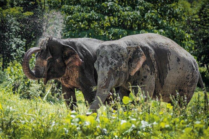En eftermiddag med elefanterne i Phuket Elephant Sanctuary