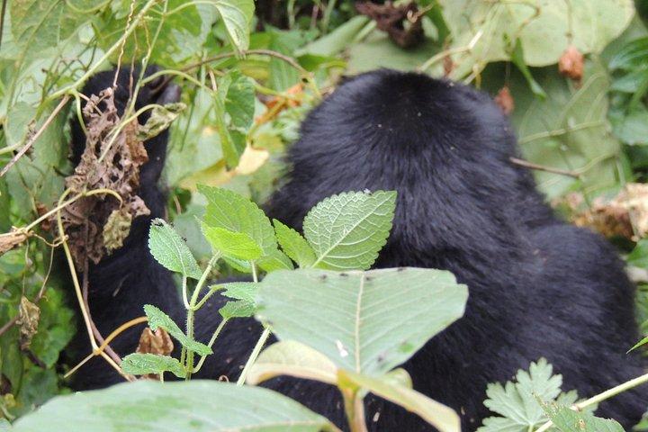 3 Days Gorilla Trekking in Uganda's Bwindi from Kigali