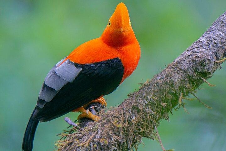 Dagstur till Mindo Cloud Forest från Quito