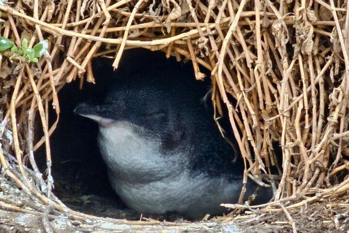 メルボルン発フィリップ島＆ペンギンパレード午後エコツアー