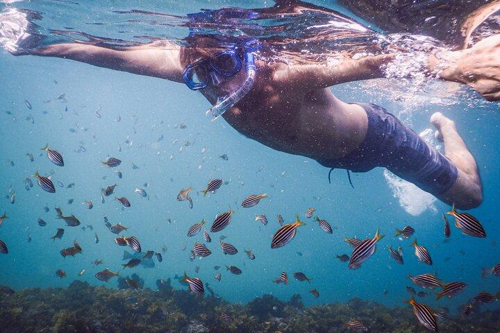 Private snorkeltur i Sydneys Marine Reserve