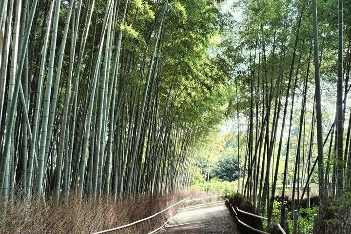 Excursão de meio dia em Kyoto Sagano Bamboo Grove & Arashiyama