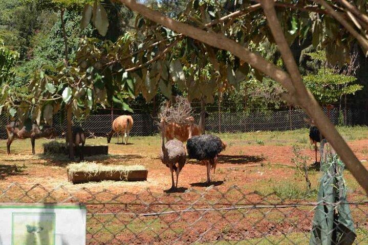 Stedmark Animals Haven Orphanage & Giraffe Centreへの旅行