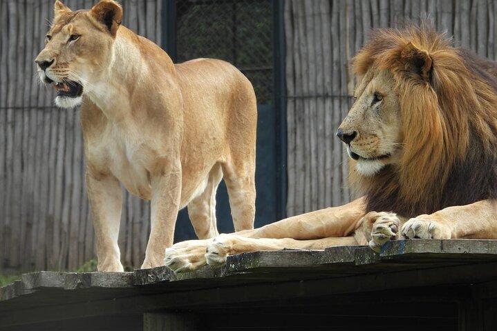 Stedmark Animals Haven Orphanage & Giraffe Centreへの旅行