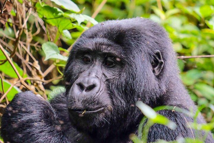 En dag Gorilla Tracking Tour i Uganda