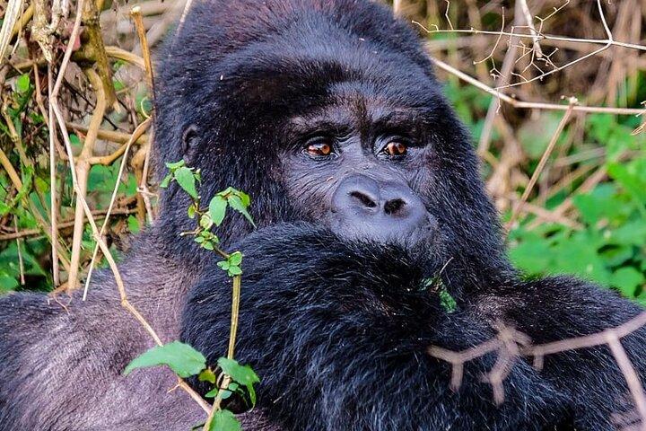 En dag Gorilla Tracking Tour i Uganda