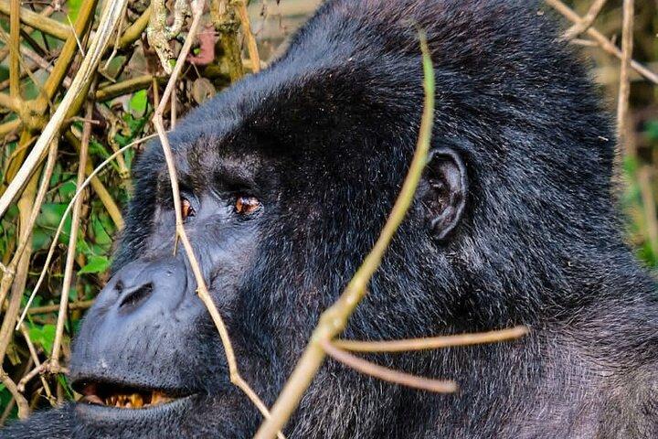 En dag Gorilla Tracking Tour i Uganda